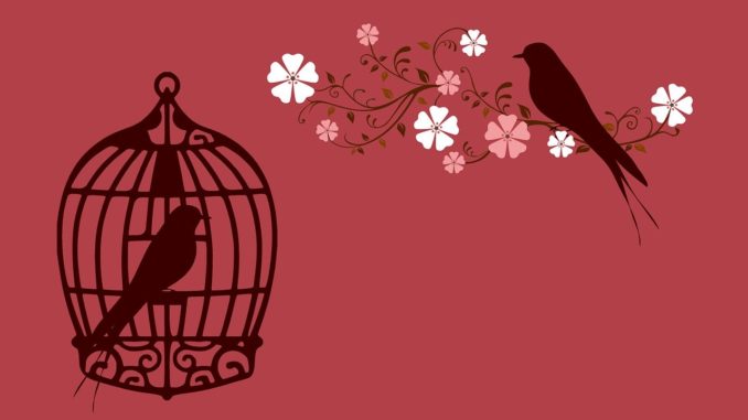 bird, bird cage, cage