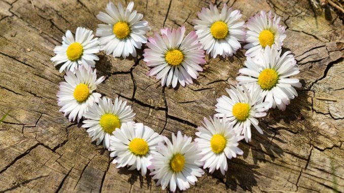 daisy, heart, flowers
