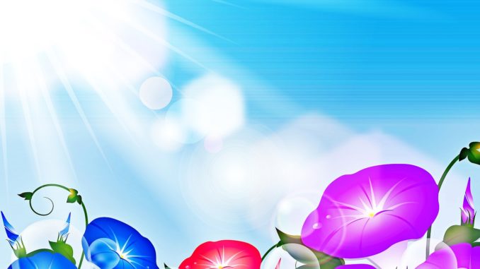 flower background, sunlight, morning glory