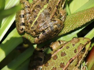 frogs, amphibians, green