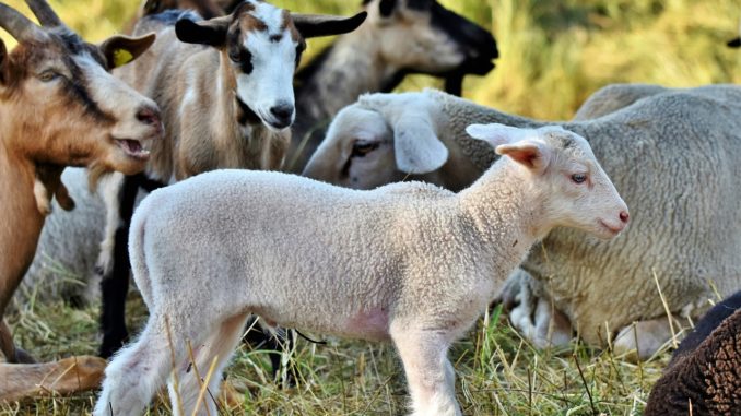 lamb, schäfchen, sheep