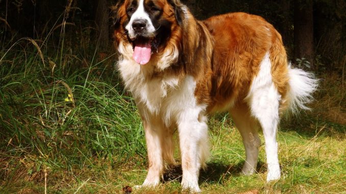 moscow guard dog, moskevák, russian dog