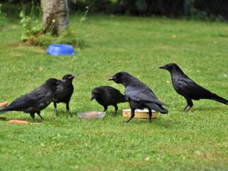 raven, crow, raven bird