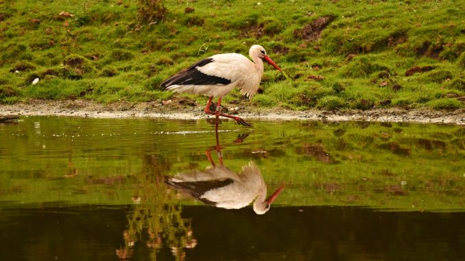 stork, wading bird, animal