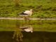 stork, wading bird, animal