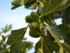 wild fig, common fig, ficus carica