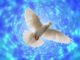 dove, flight, flying