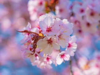 cherry blossoms, flowers, spring