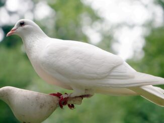 dove, bird, nature