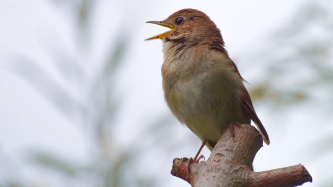 nightingale, bird, sing-4471972.jpg