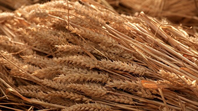 grain harvest, summer, tufts-1559804.jpg