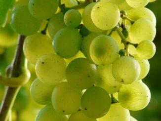 grapes, fruit, food-9218.jpg