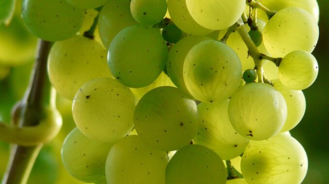 grapes, fruit, food-9218.jpg