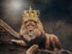 king, lion, the lion king-3832148.jpg