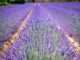 lavender flowers, blue, flowers-1595487.jpg