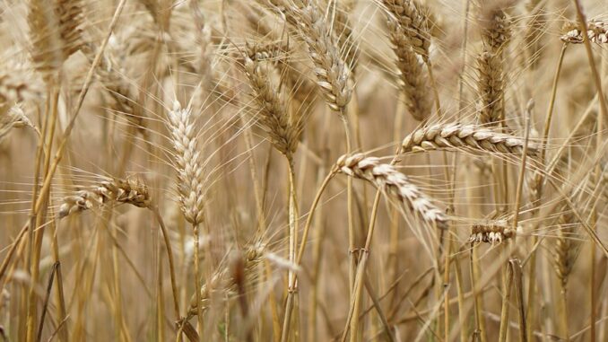 wheat field, wheat, wheat cultivation-2554358.jpg