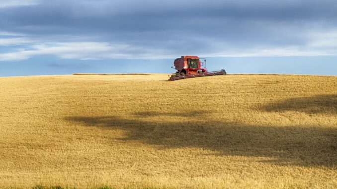 wheat harvest, usa, idaho-4691499.jpg