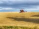 wheat harvest, usa, idaho-4691499.jpg