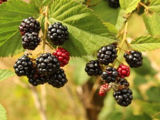 blackberries, fruits, berries-6547661.jpg