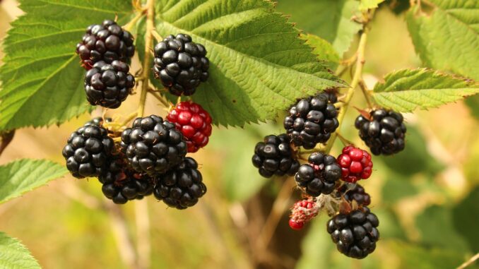 blackberries, fruits, berries-6547661.jpg