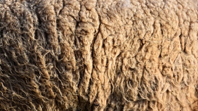 wool, sheep's wool, hair-3261353.jpg