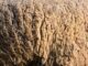 wool, sheep's wool, hair-3261353.jpg