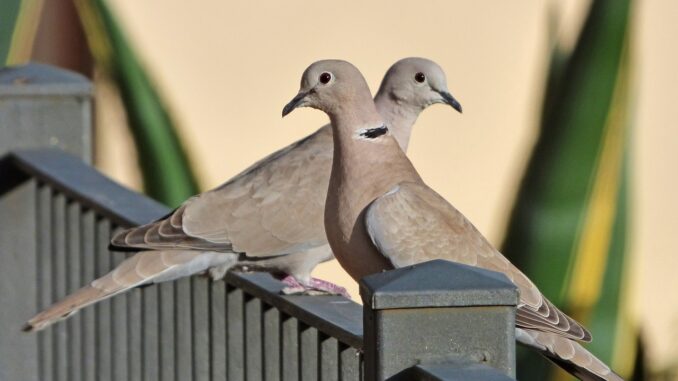 birds, turtledoves, eurasian collared dove-2248766.jpg