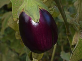 ripe eggplant, eggplant, vegetable-2759947.jpg