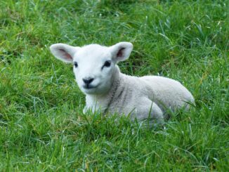 lamb, spring, pasture-4280668.jpg