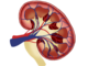 kidney, anatomy, body part-6694025.jpg