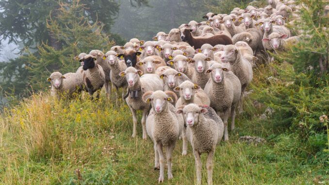 sheep, flock of sheep, herd-4490437.jpg