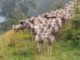 sheep, flock of sheep, herd-4490437.jpg
