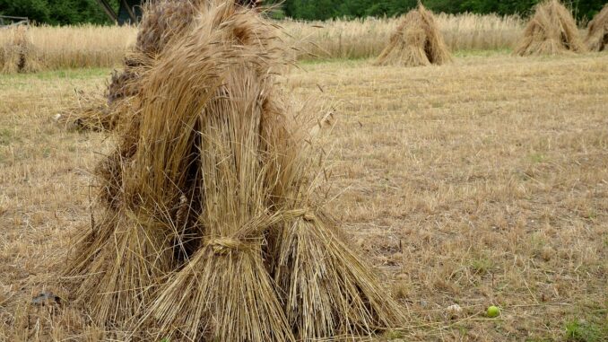 grain, sheaves, field-516747.jpg