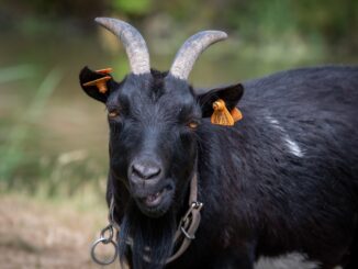 goat, capra hircus, farm animal-7479992.jpg
