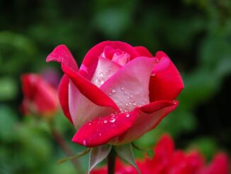 garden-rose-red-pink-56866-56866.jpg