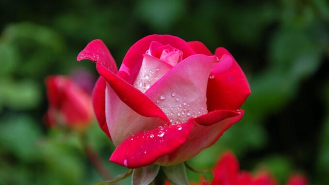 garden-rose-red-pink-56866-56866.jpg