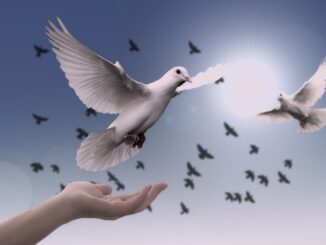 dove, peace, freedom