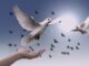 dove, peace, freedom