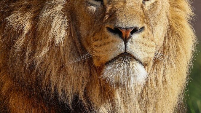 lion, nature, animal, predator