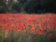 red poppies, meadow, landscape, wildflowers, field, sun ray in poppy field, flower field, flower meadow, nature, outdoors, landscape, landscape, landscape, landscape, landscape, flower field