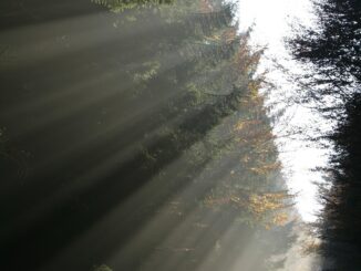 forest, beam, beam of light, nature, fog, green, fan, trees, sunbeam, forest path, path, calm