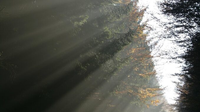 forest, beam, beam of light, nature, fog, green, fan, trees, sunbeam, forest path, path, calm