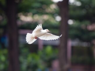 bird, dove, flying dove, flying bird, nature, dove, dove, dove, dove, dove