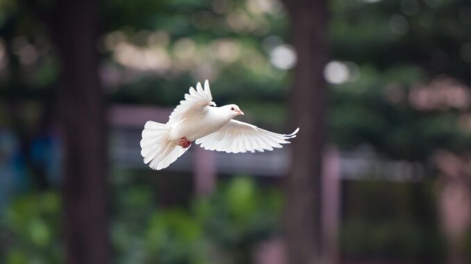 bird, dove, flying dove, flying bird, nature, dove, dove, dove, dove, dove